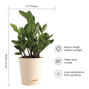 Puspita Nursery ZZ Plant, Zamia Air Purifer Plant With Pot (Zamioculcas Zamiifolia)